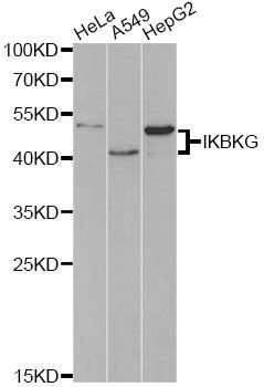 Western blot - IKBKG Polyclonal Antibody (144-00917)