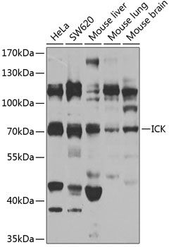 Western blot