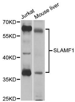 Western blot - SLAMF1 antibody (144-02044)
