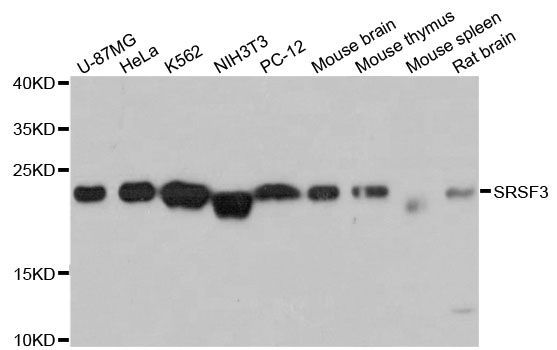 Western blot - SRSF3 Polyclonal Antibody (144-06067)