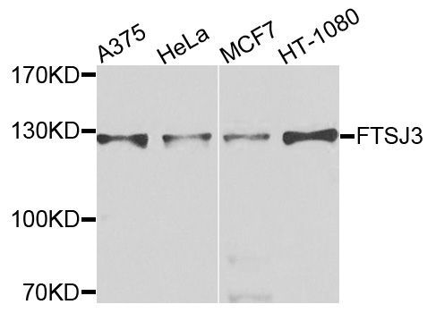 Western blot - FTSJ3 antibody (144-09994)