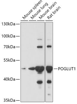 Western blot