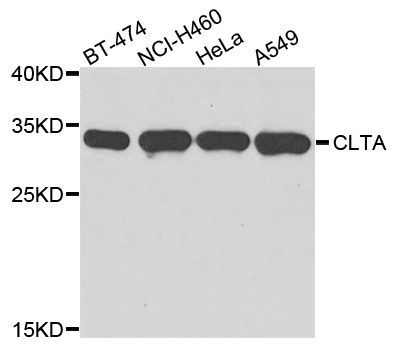 Western blot - CLTA antibody (144-03793)