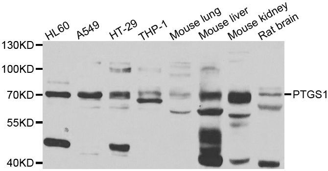 Western blot - PTGS1 antibody (144-07341)
