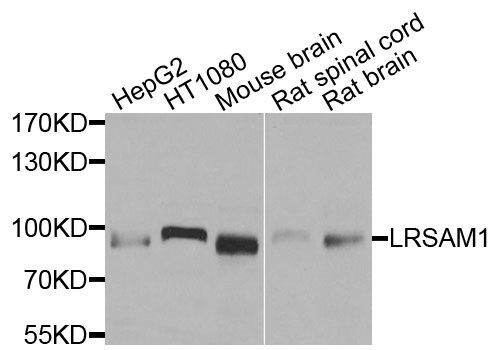Western blot - LRSAM1 antibody (144-09885)