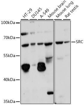 Western blot
