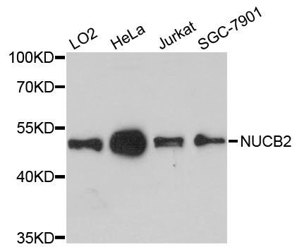 Western blot - NUCB2 antibody (144-012641)
