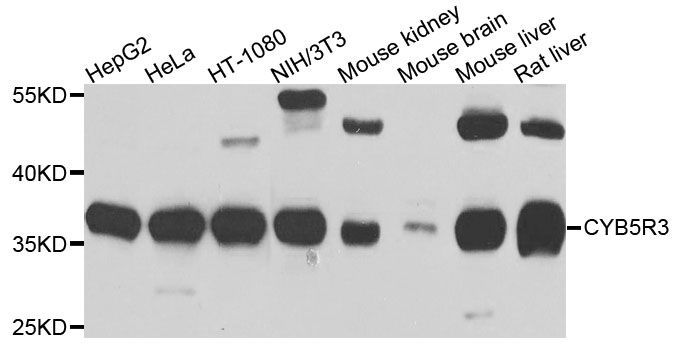 Western blot - CYB5R3 antibody (144-07535)