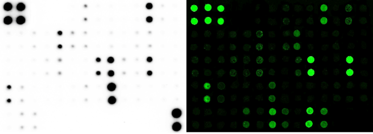 Antibody array images