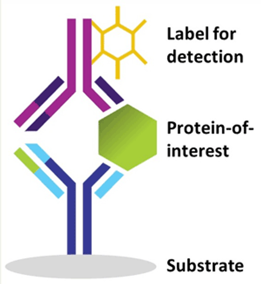 Sandwich immunoassay configuration