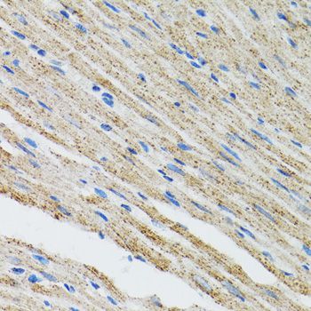 Immunohistochemistry - MYOT antibody (144-06439)