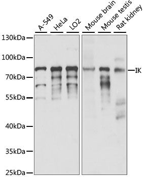 Western blot - IK antibody (144-60974)