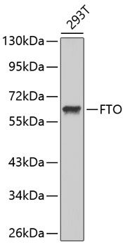 Western blot