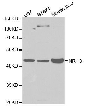 Western blot - NR1I3 Polyclonal Antibody (144-01970)