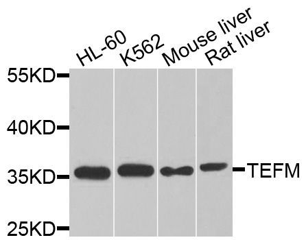 Western blot - TEFM Polyclonal Antibody (144-08511)