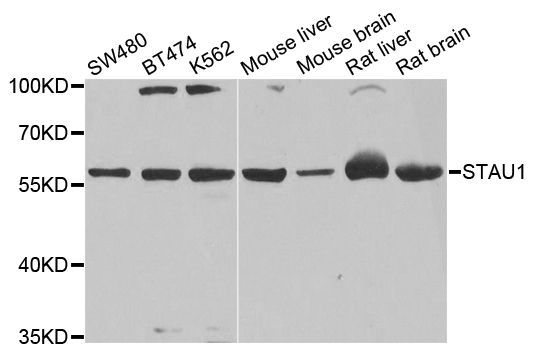Western blot - STAU1 antibody (144-04131)