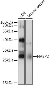 Western blot