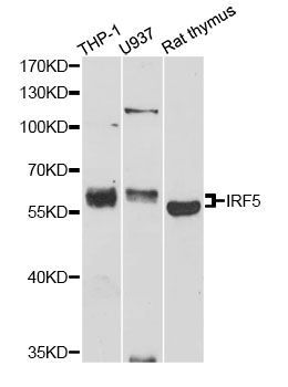 Western blot - IRF5 antibody (144-01149)