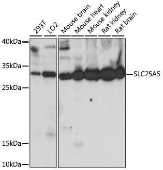 Western blot - SLC25A5 Polyclonal Antibody (144-015639)