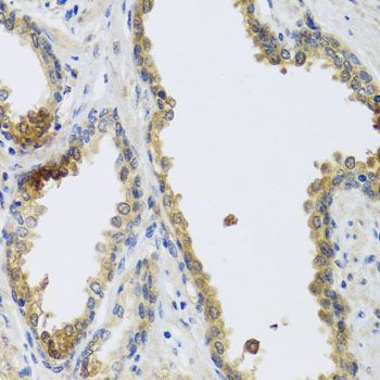 Immunohistochemistry - GFER antibody (144-05463)