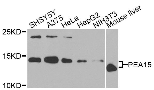 Western blot - PEA15 Polyclonal Antibody (144-09956)