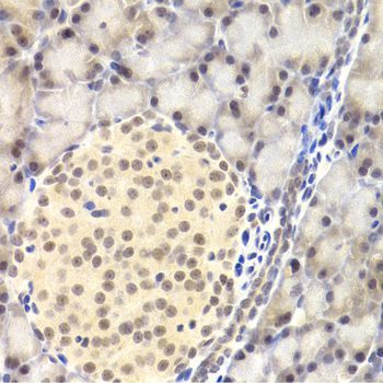 Immunohistochemistry - PAWR Antibody (144-03063)