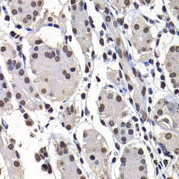 Immunohistochemistry - H2AFY Polyclonal Antibody (144-07045)