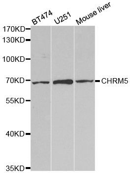 Western blot - CHRM5 antibody (144-05367)