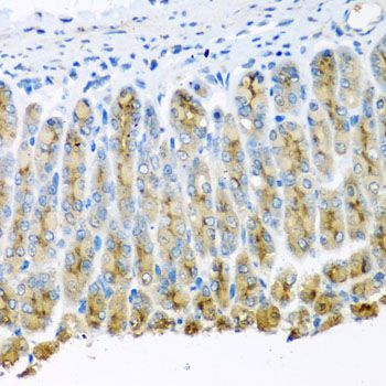Immunohistochemistry - UQCR10 antibody (144-04674)