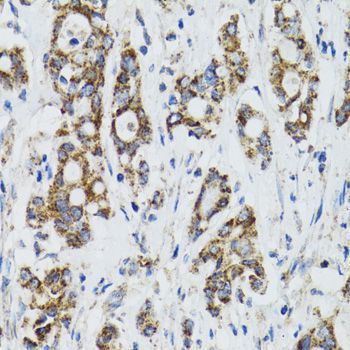 Immunohistochemistry - SURF1 antibody (144-06758)