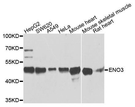 Western blot - ENO3 Polyclonal Antibody (144-03852)