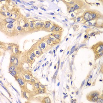 Immunohistochemistry - HAGH antibody (144-06615)