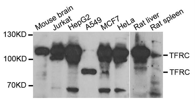 Western blot - TFRC antibody (144-05865)