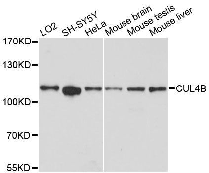 Western blot - CUL4B Polyclonal Antibody (144-600906)