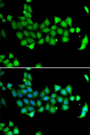 Immunofluorescence - HSPA14 antibody (144-07107)