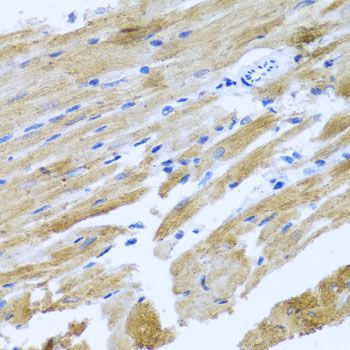 Immunohistochemistry - MOK antibody (144-01786)