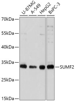Western blot