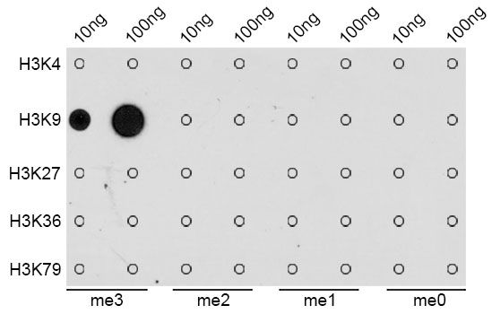 Dot-blot - TriMethyl-Histone H3-K9 antibody (144-02360)