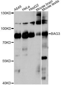 Western blot - BAG3 Polyclonal Antibody (144-60812)