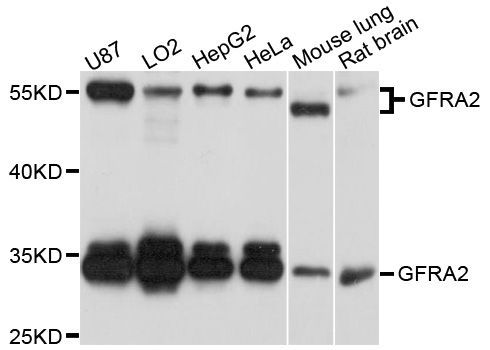 Western blot - GFRA2 antibody (144-02954)