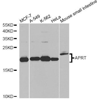 Western blot - APRT antibody (144-60530)