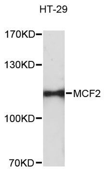 Western blot - MCF2 antibody (144-12839)
