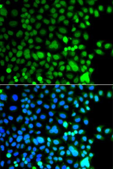 Immunofluorescence - AEBP2 antibody (144-07400)
