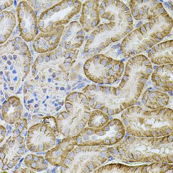 Immunohistochemistry - CDH16 antibody (144-07882)