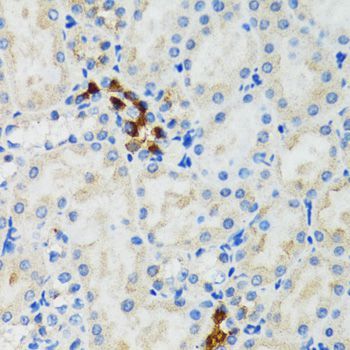 Immunohistochemistry - GABARAP antibody (144-12568)