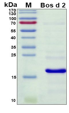 SDS-PAGE