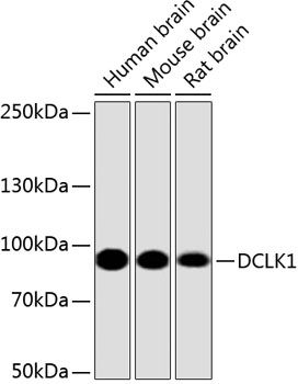 Western blot