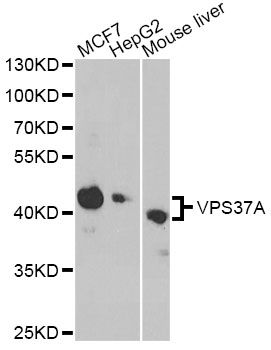Western blot - VPS37A antibody (144-014159)