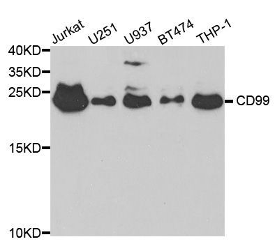 Western blot - CD99 antibody (144-02028)
