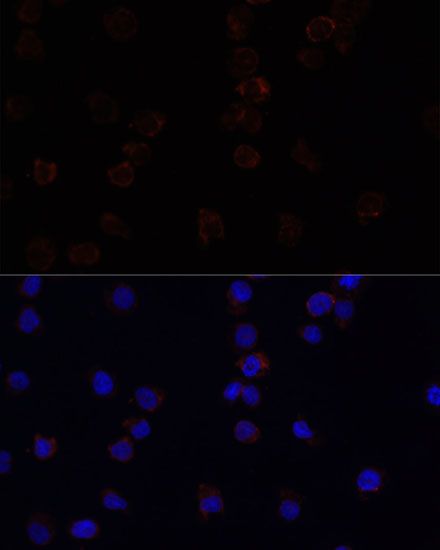 Immunofluorescence - CD33 antibody (144-02059)